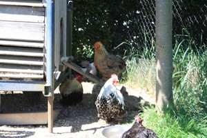 Dieren